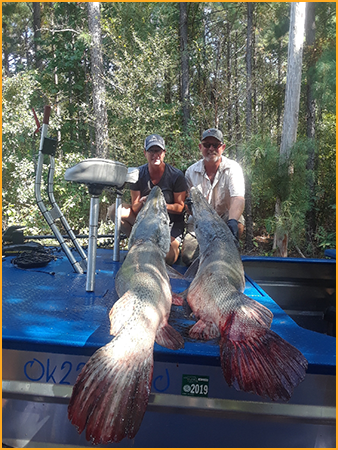 Giant alligator gar caught on the Red River with a bow and arrow using a custom built air boat.