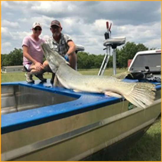 Alligator gar, 8 foot long, caught in Oklahoma